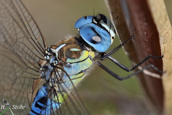 Südliche Mosaikjungfer (Aeshna affinis)